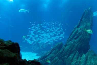 uskumru balık sürüsü