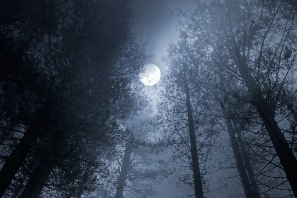 Luna piena della foresta — Foto Stock