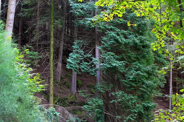 Wczesna jesień lasy — Zdjęcie stockowe