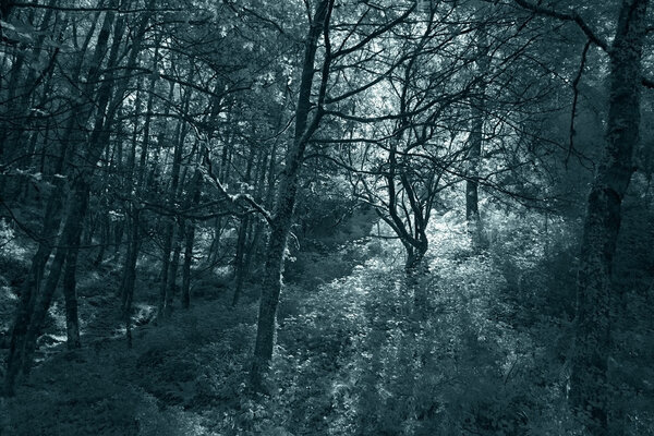 Deep in the forest. Peneda geres national park, north of Portugal. Used infrared filter. Toned blue.