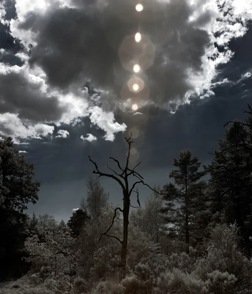 Albero morto con bagliore naturale — Foto Stock