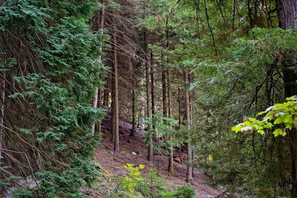 Ormanın içinde — Stok fotoğraf