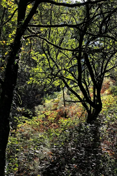 Dense woods — Stock Photo, Image