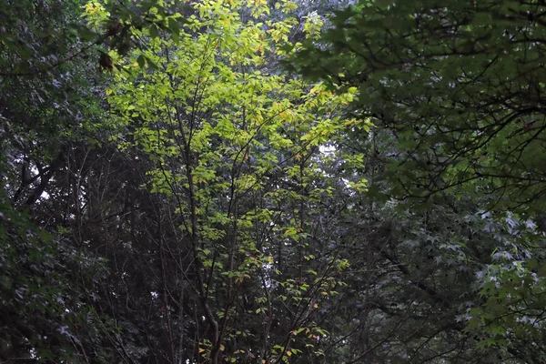 Groene bladeren — Stockfoto