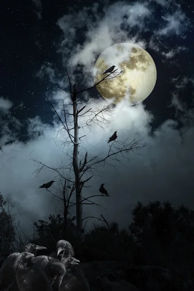 Notte dei corvi — Foto Stock