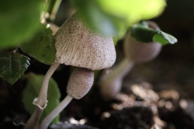 Güzel bir makro yaban mantarı