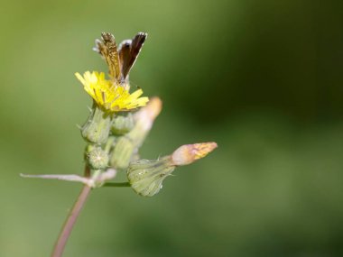Çok küçük, güzel bir sonbahar kelebeği.