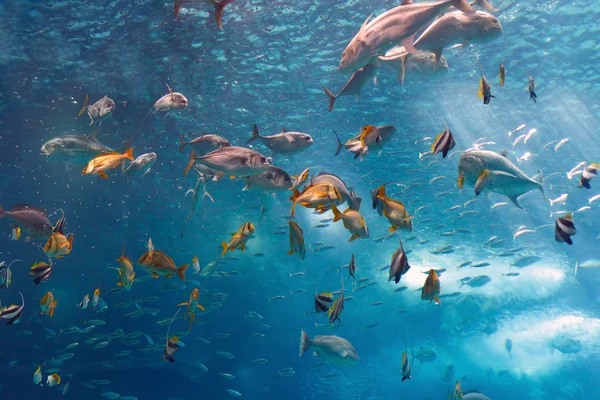 Tropické ryby — Stock fotografie