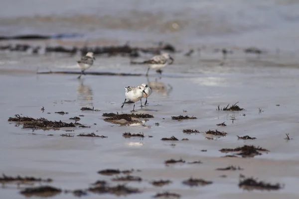 Sanderling vida — Foto de Stock