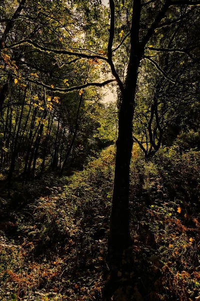 Início do Outono floresta — Fotografia de Stock