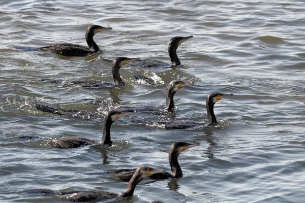 Manada de cormoranes en formación durante la pesca — Foto de Stock