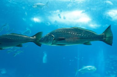 Deniz akvaryum corvina balık