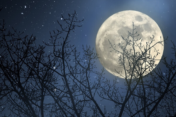 Full moon behind naked tree branches in a starry night