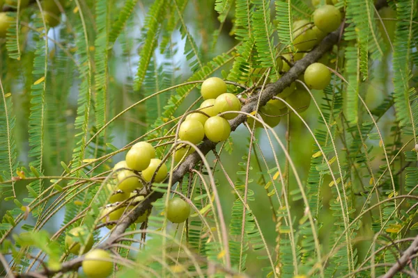 Groselha Indiana Fruta Amla Árvore — Fotografia de Stock