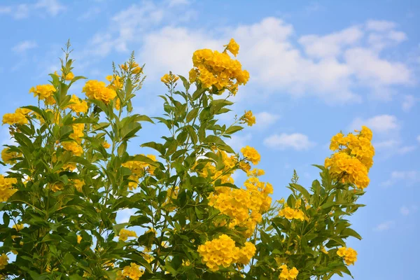 Flores Amarelas Brilhantes Com Céu Azul — Fotografia de Stock