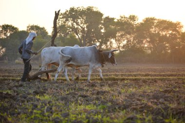 TIKAMGARH, MADHYA PRADESH, INDIA - 23 Kasım 2020: Çiftliğinde boğayla çalışan tanımlanamayan Hintli çiftçi.