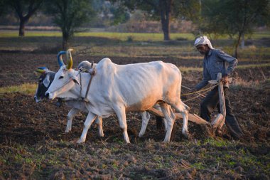 TIKAMGARH, MADHYA PRADESH, INDIA - 23 Kasım 2020: Çiftliğinde boğayla çalışan tanımlanamayan Hintli çiftçi.