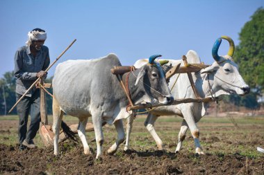 TIKAMGARH, MADHYA PRADESH, INDIA - 23 Kasım 2020: Çiftliğinde boğayla çalışan tanımlanamayan Hintli çiftçi.