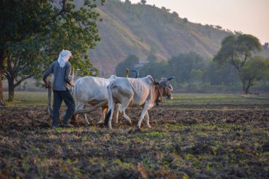 TIKAMGARH, MADHYA PRADESH, INDIA - 23 Kasım 2020: Çiftliğinde boğayla çalışan tanımlanamayan Hintli çiftçi.