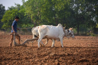 TIKAMGARH, MADHYA PRADESH, INDIA - 23 Kasım 2020: Çiftliğinde boğayla çalışan tanımlanamayan Hintli çiftçi.