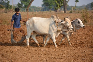 TIKAMGARH, MADHYA PRADESH, INDIA - 23 Kasım 2020: Çiftliğinde boğayla çalışan tanımlanamayan Hintli çiftçi.