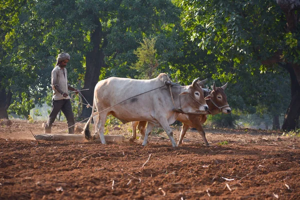 Tikamgarh Madhya Pradesh India November 2020 Неідентифікований Індійський Фермер Працює — стокове фото
