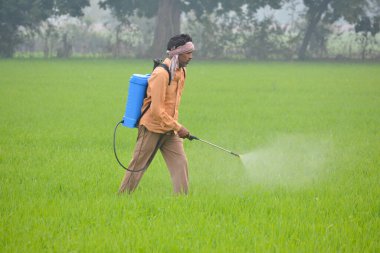 Hintli çiftçi buğday tarlasına gübre sıkıyor.