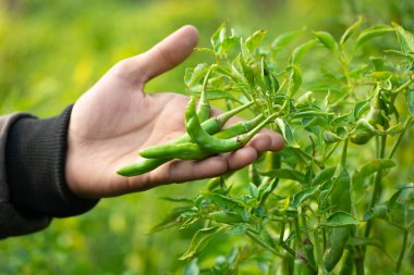 Sebze bahçesinde yeşil biber tutarken