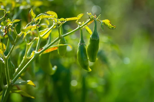 Chiles Verdes Que Crecen Árbol Jardín — Foto de Stock