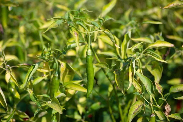 Chiles Verdes Que Crecen Árbol Jardín — Foto de Stock