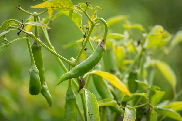 Chiles Verdes Que Crecen Árbol Jardín — Foto de Stock