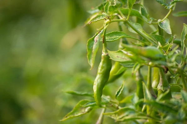 Chiles Verdes Que Crecen Árbol Jardín — Foto de Stock