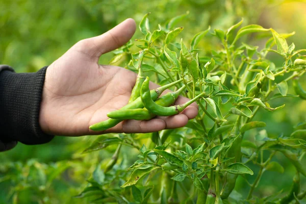 Hand holding green chillies in vegetable garden