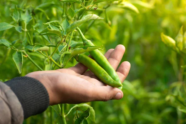 Mano Sosteniendo Chiles Verdes Huerta — Foto de Stock