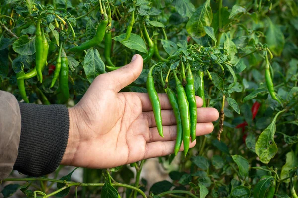 Hand holding green chillies in vegetable garden