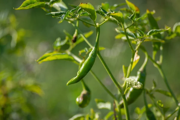 Green Chili Peppers Growing Tree Garden — Stock Photo, Image