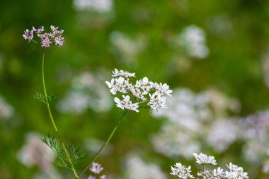 Bahçedeki kişniş çiçekleri