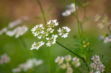 Bahçedeki kişniş çiçekleri