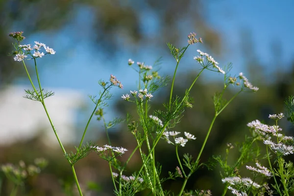 Coriander Flowers Garden — Stock Photo, Image