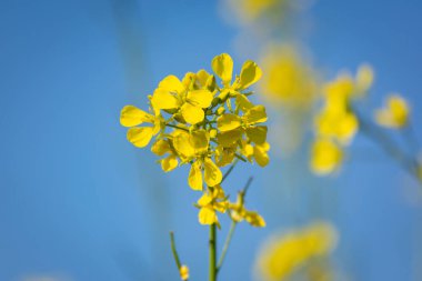 Tarım alanında açan hardal sarısı çiçekler.
