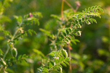 Tarlada yeşil taze bitkilerle bezelye kabuğu