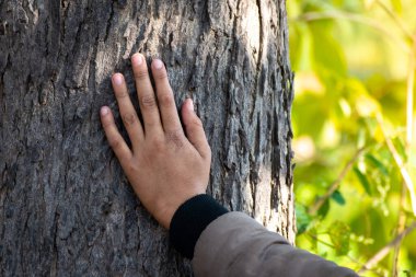Genç erkek eli ormanda bir ağaca dokunuyor.