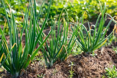 Çiftlikte yetişen soğanlara yakın çekim