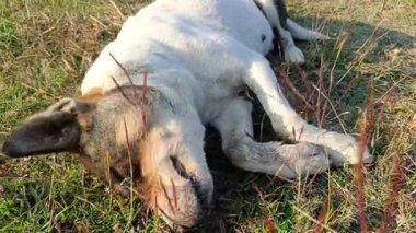 Açık kırsal alanda taze yeşil çimlerde uyuyan barışçıl bir köpek.