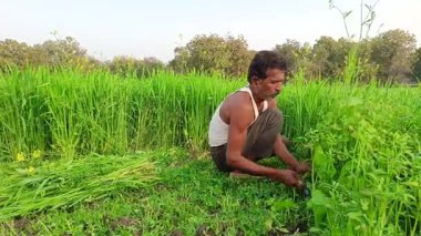 Hintli çiftçi yeşil alanda çim biçiyor