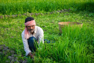 Lush Green Field 'da Çimen Kesen Hintli Çiftçi