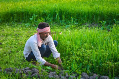 Lush Green Field 'da Çimen Kesen Hintli Çiftçi