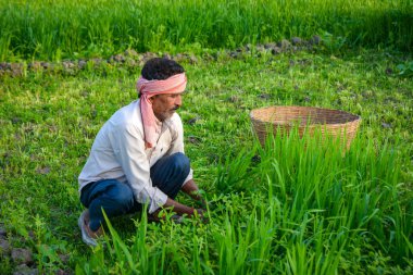 Lush Green Field 'da Çimen Kesen Hintli Çiftçi