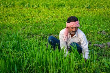 Lush Green Field 'da Çimen Kesen Hintli Çiftçi