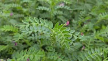 Tarım alanında büyüyen nohut bitkileri